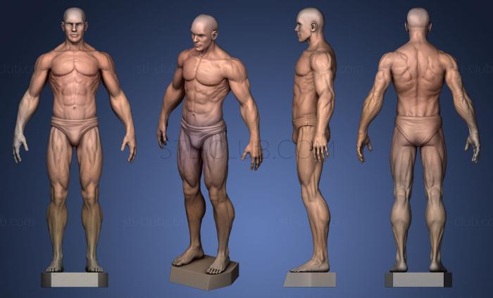 3D model Male Anatomy Study (STL)